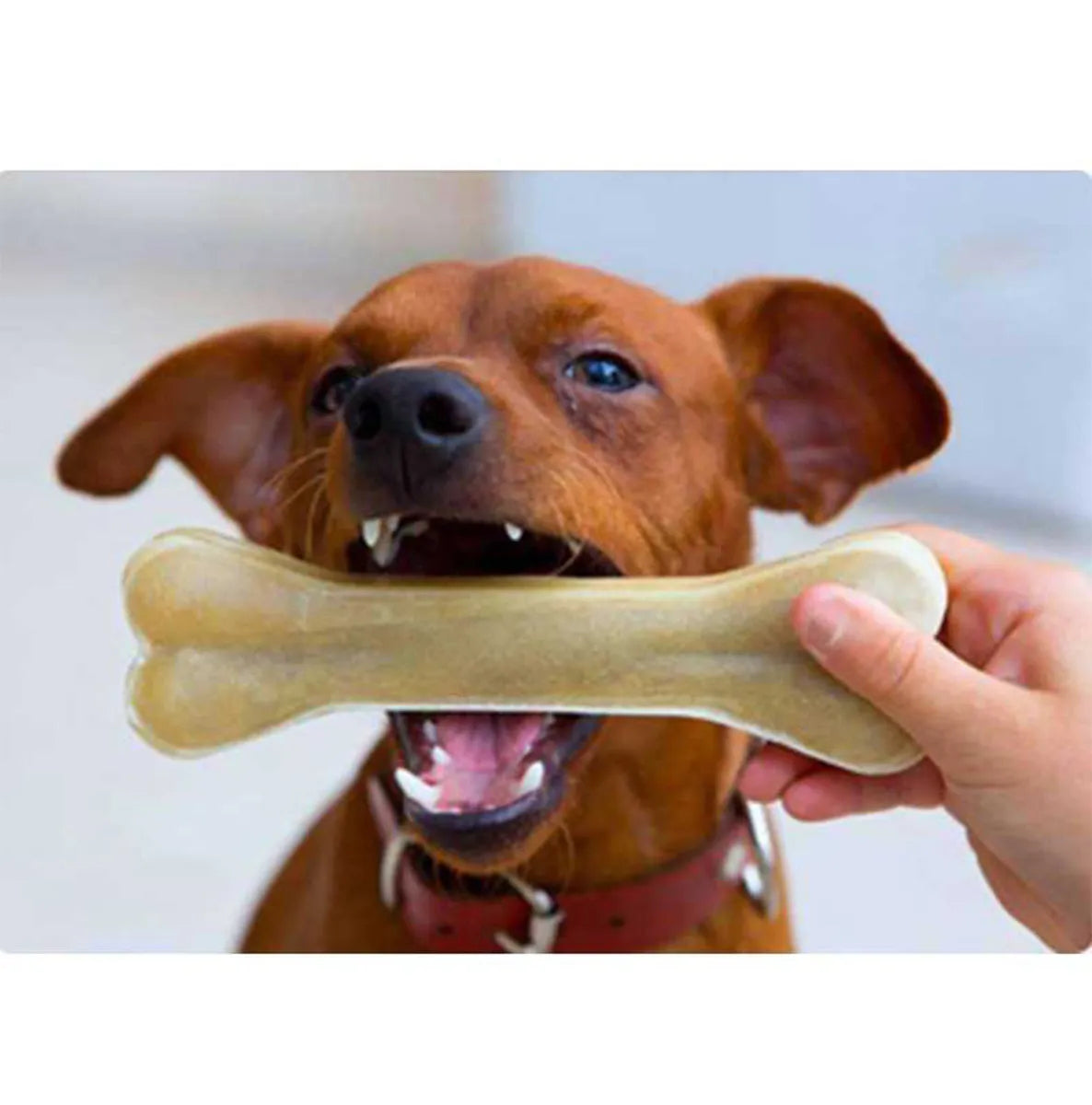 Pet Dog Chew Calcium Molar Bones Tooth Cleaning Stick