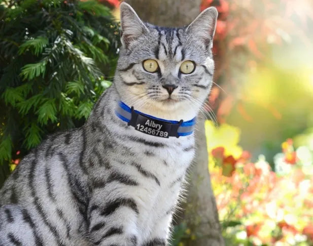 Personalized Pets Identification Id Tag | Silicone Stainless Steel