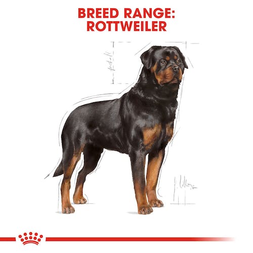 Royal Canin Dog Food | Rottweiler Adult