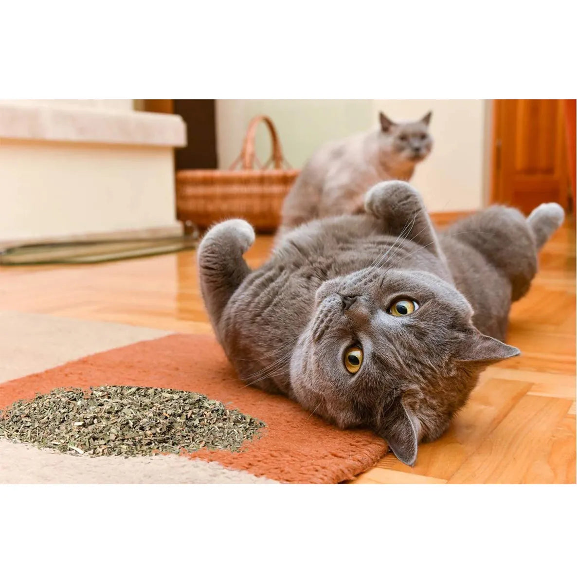 Catnip Mint Powder Dry Leaf Cats